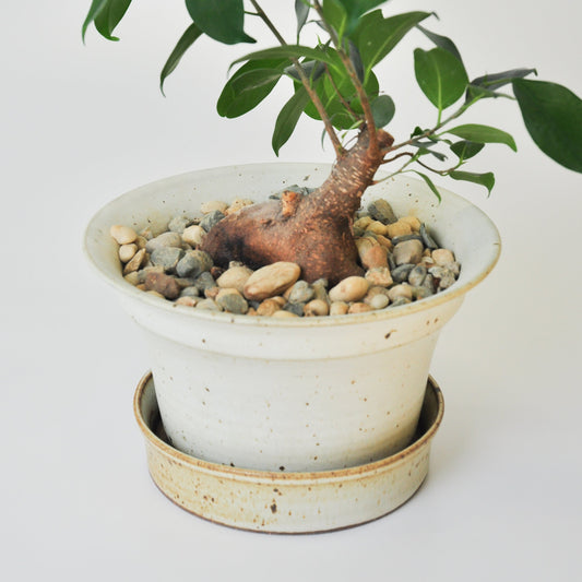 October plant pot and saucer workshop