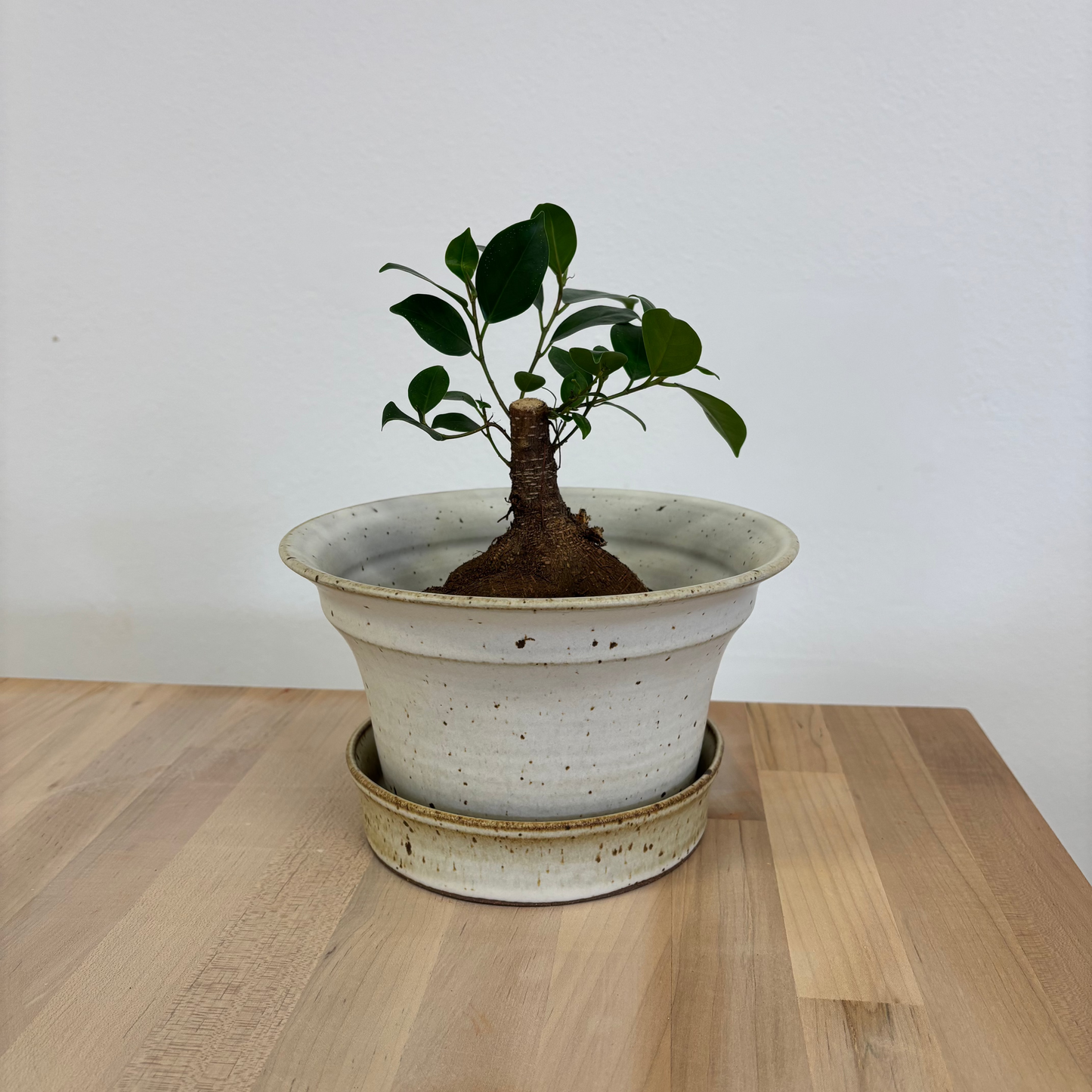 May plant pot and saucer workshop